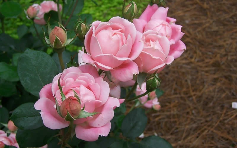  The Georgia Peach Shrub Rose - 1 Gallon Pot