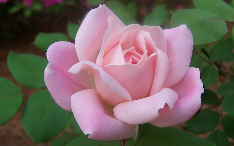  The Georgia Peach Shrub Rose - 1 Gallon Pot
