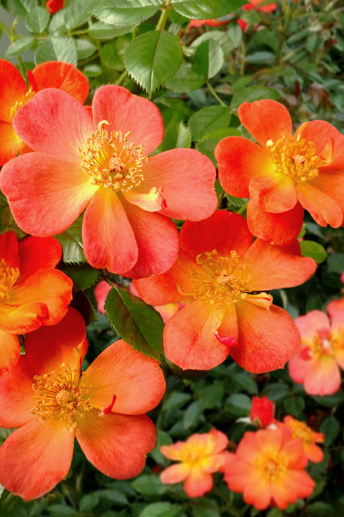  Oso Easy 'Hot Paprika' Rose - 3 Gallon Pot