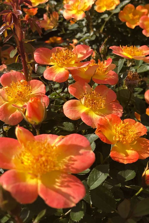  Oso Easy 'Hot Paprika' Rose - 3 Gallon Pot