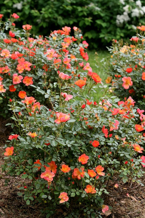  Oso Easy 'Hot Paprika' Rose - 3 Gallon Pot