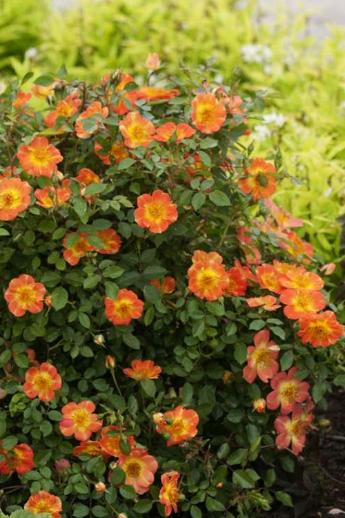  Oso Easy 'Hot Paprika' Rose - 3 Gallon Pot