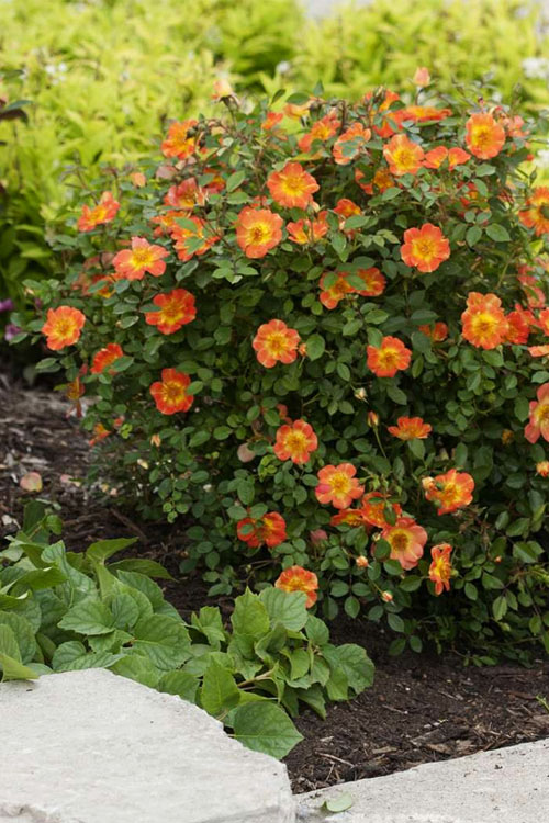  Oso Easy 'Hot Paprika' Rose - 3 Gallon Pot