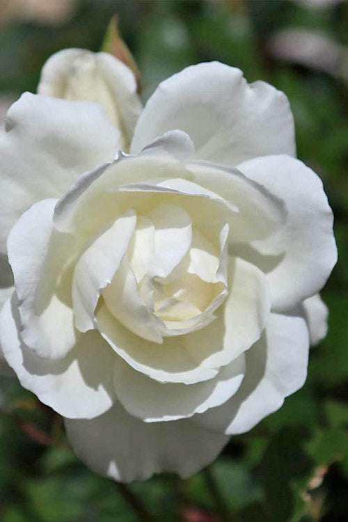  Iceberg Tree Rose - 7 Gallon Pot