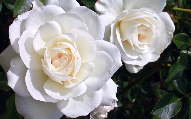  Iceberg Shrub Rose - 3 Gallon Pot