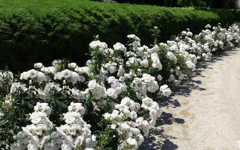  Iceberg Shrub Rose - 3 Gallon Pot