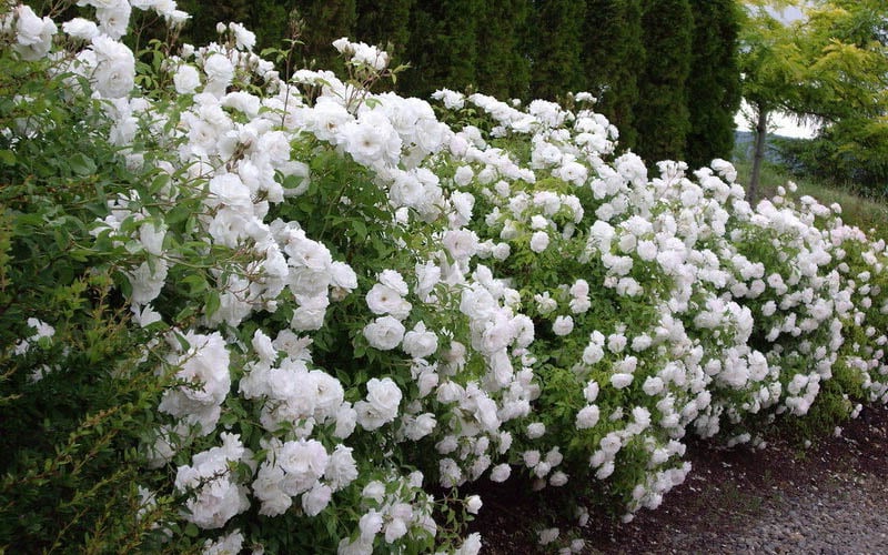  Iceberg Shrub Rose - 3 Gallon Pot