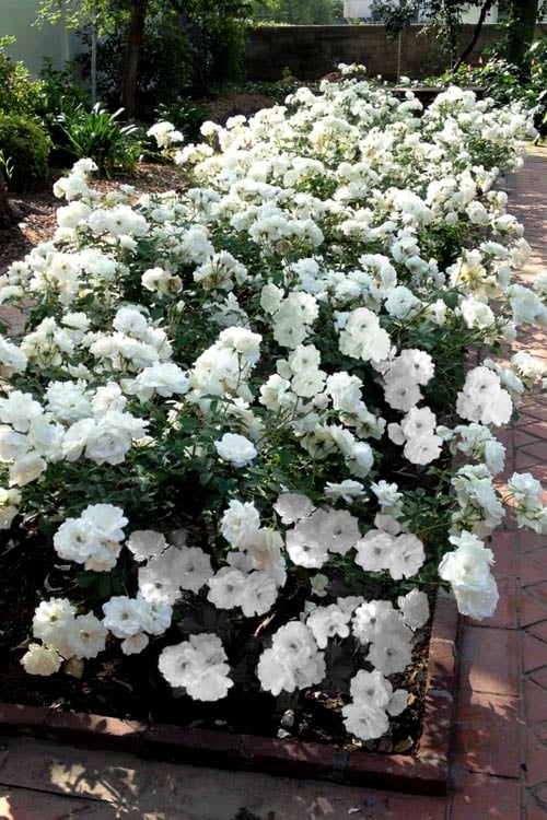  Iceberg Shrub Rose - 3 Gallon Pot