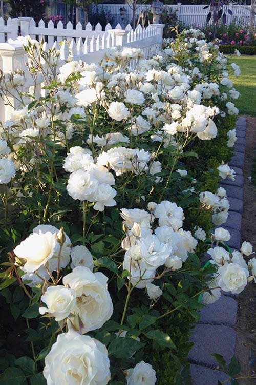  Iceberg Shrub Rose - 3 Gallon Pot