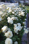  Iceberg Shrub Rose - 3 Gallon Pot