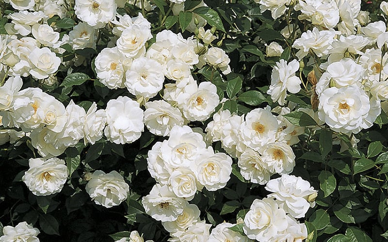  Iceberg Shrub Rose - 3 Gallon Pot