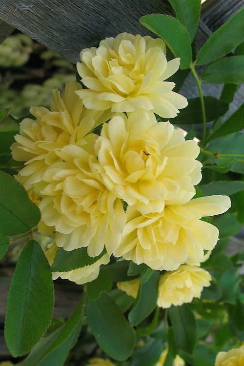  Lady Banks Yellow Rose - 2 Gallon Pot