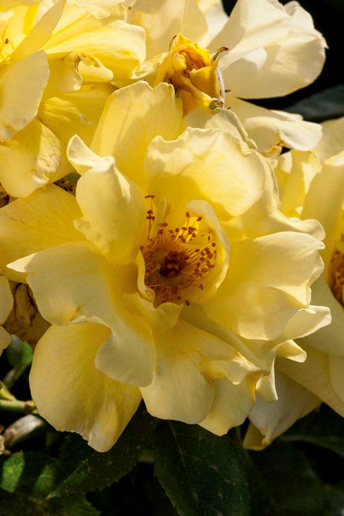  Lemon Drift Groundcover Rose - 1 Gallon Pot