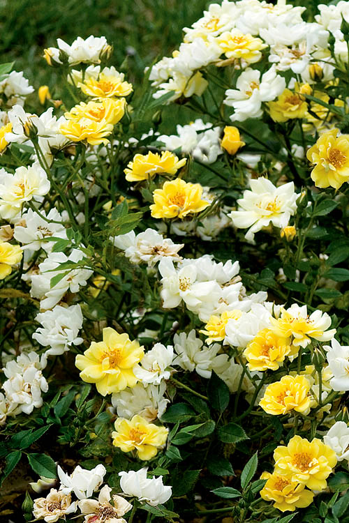  Lemon Drift Groundcover Rose - 2 Gallon Pot
