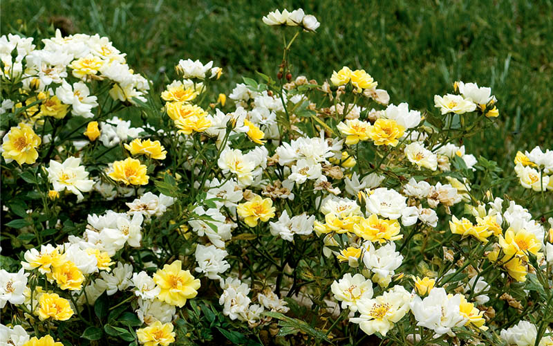 Lemon Drift Groundcover Rose - 2 Gallon Pot