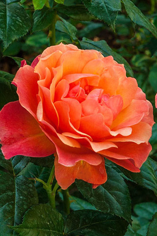  Livin Easy Rose - 3 Gallon Pot