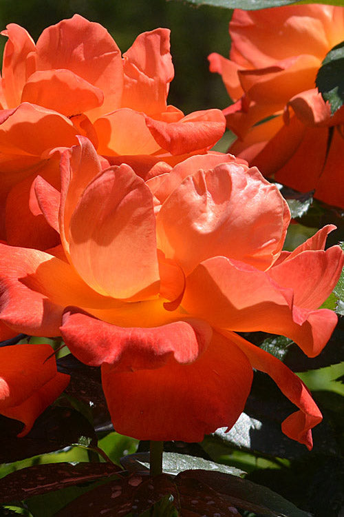  Livin Easy Rose - 3 Gallon Pot