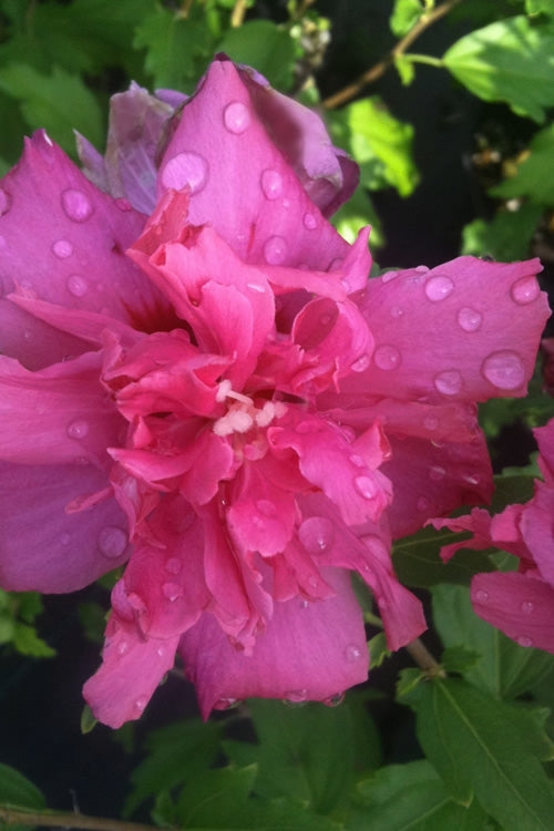  Lucy Rose Of Sharon (Althea) - Hibiscus Syriacus - 1 Gallon Pot