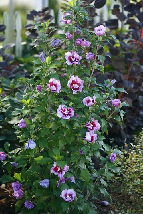  Purple Pillar Rose Of Sharon - 3 Gallon Pot
