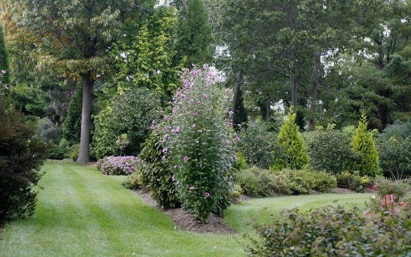  Purple Pillar Rose Of Sharon - 3 Gallon Pot