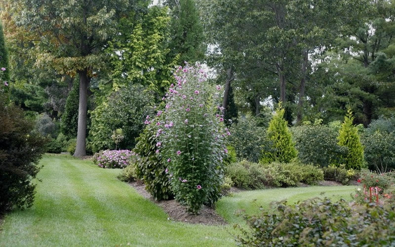  Red Pillar Rose Of Sharon - 3 Gallon Pot