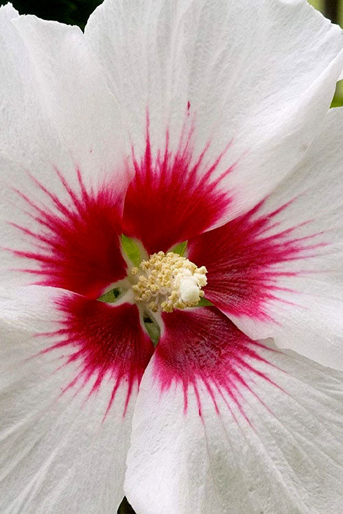  Red Heart Rose Of Sharon - 1 Gallon Pot
