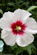  Red Heart Rose Of Sharon - 3 Gallon Pot