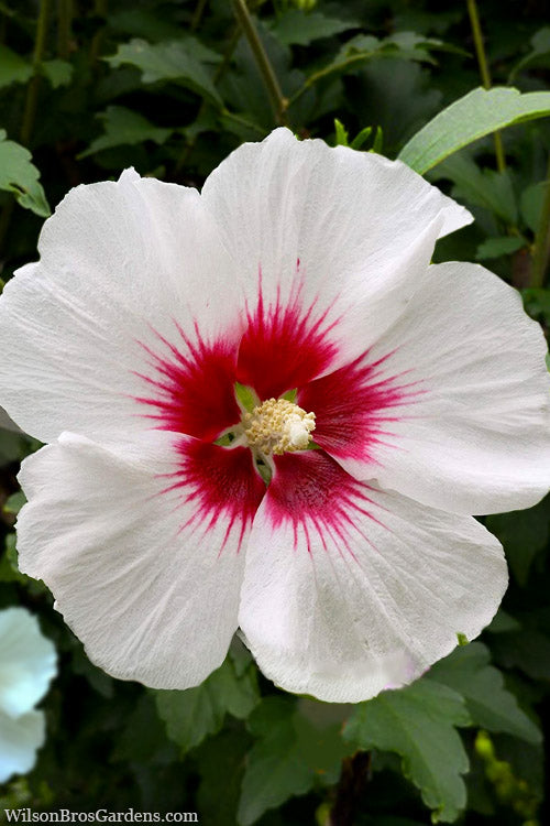  Red Heart Rose Of Sharon (Single Trunk Tree) - 5 Gallon Pot