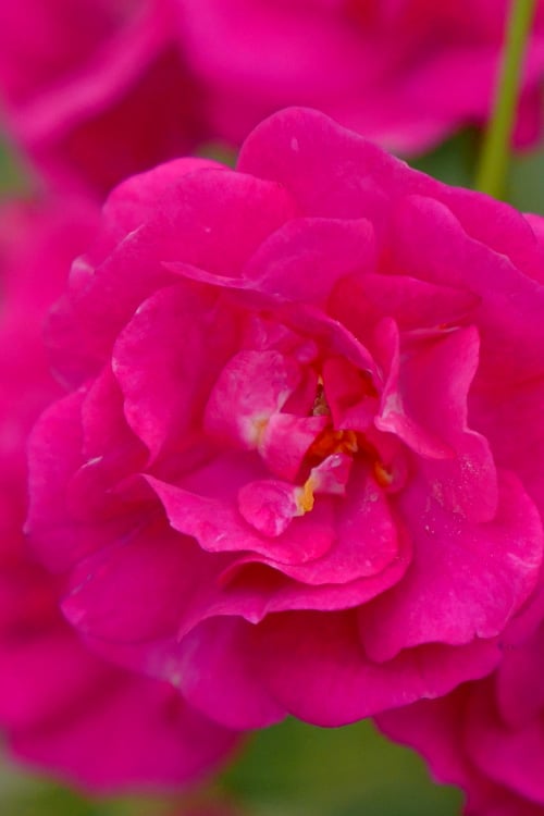  Oso Easy 'Peasy' Rose - 3 Gallon Pot