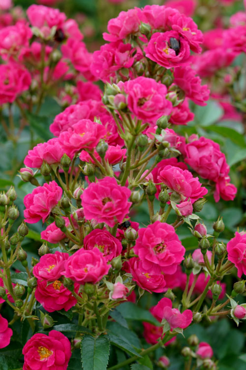  Oso Easy 'Peasy' Rose - 2 Gallon Pot
