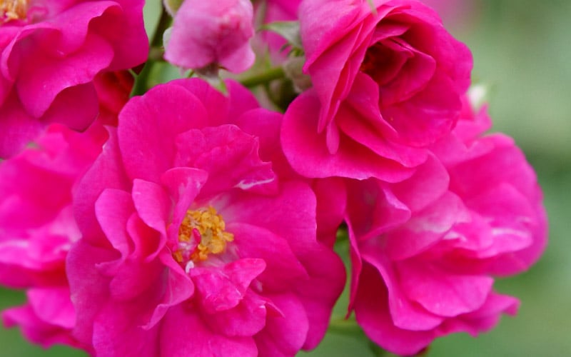  Oso Easy 'Peasy' Rose - 2 Gallon Pot 