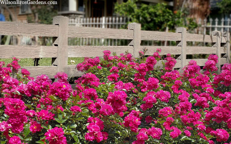  Oso Easy 'Peasy' Rose - 2 Gallon Pot