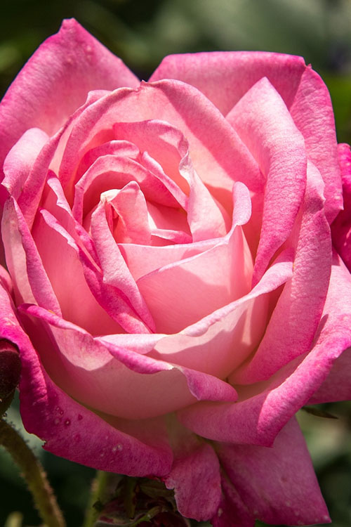  Peppermint Pop Rose - 3 Gallon Pot