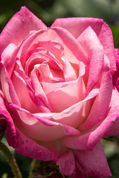  Peppermint Pop Rose - 3 Gallon Pot