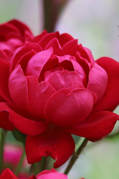 Petite Knock Out Rose - 2 Gallon Pot