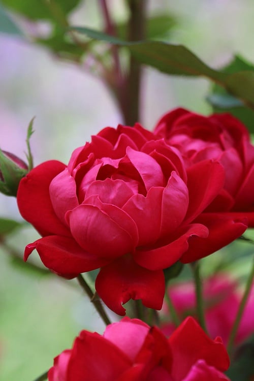  Petite Knock Out Rose - 2 Gallon Pot