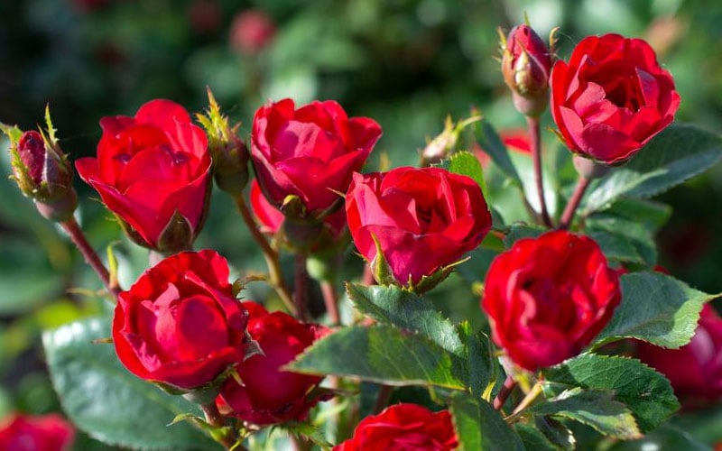  Petite Knock Out Rose - 2 Gallon Pot