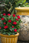  Petite Knock Out Rose - 2 Gallon Pot