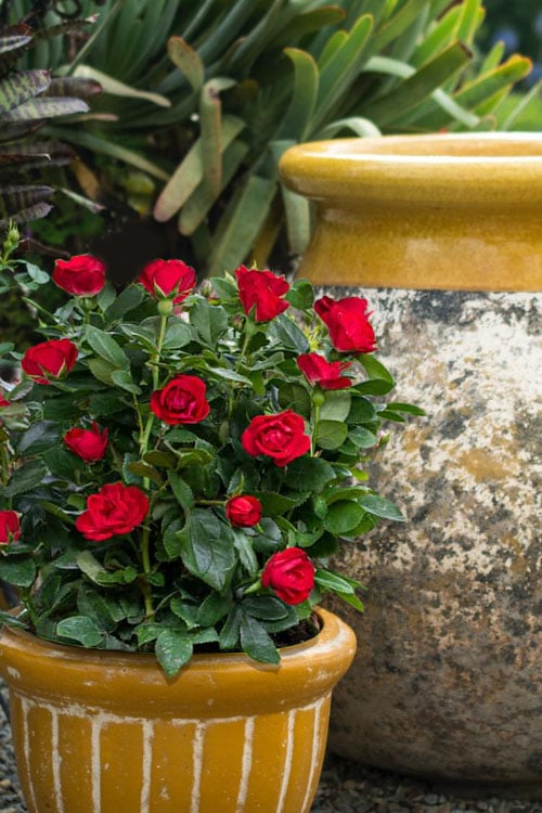  Petite Knock Out Rose - 2 Gallon Pot