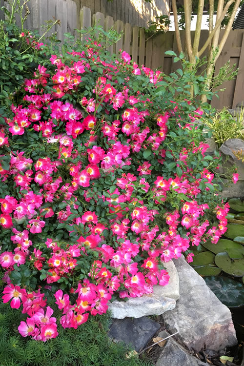  Pink Drift Groundcover Rose - 1 Gallon Pot
