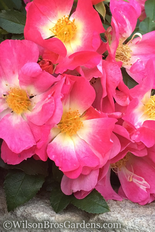  Pink Drift Groundcover Rose - 1 Gallon Pot