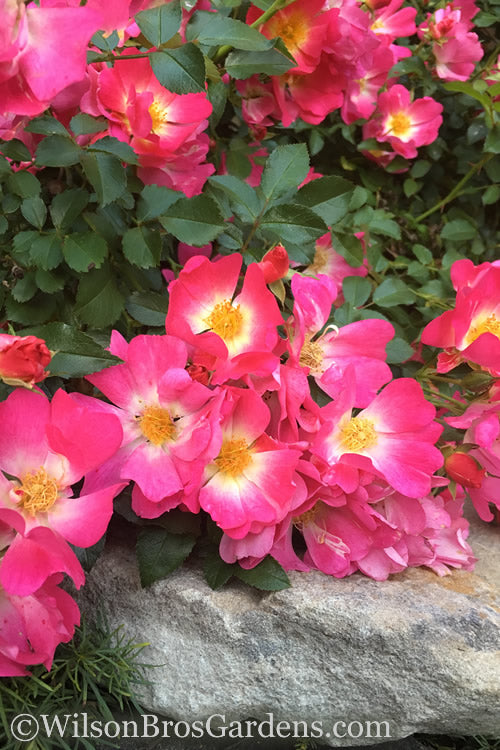  Pink Drift Groundcover Rose - 2 Gallon Pot