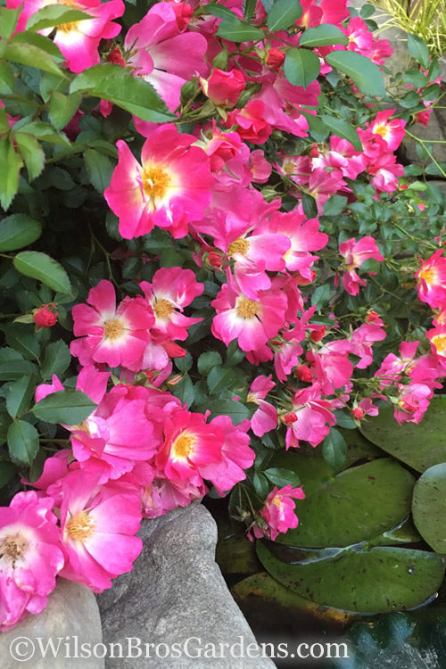  Pink Drift Groundcover Rose - 2 Gallon Pot