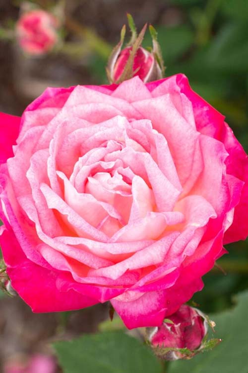  Peppermint Pop Rose - 3 Gallon Pot