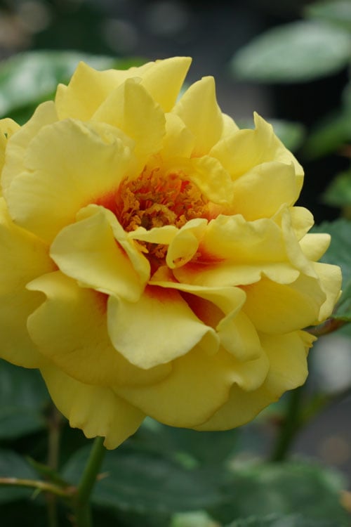  Rise Up Ringo Rose - 3 Gallon Pot