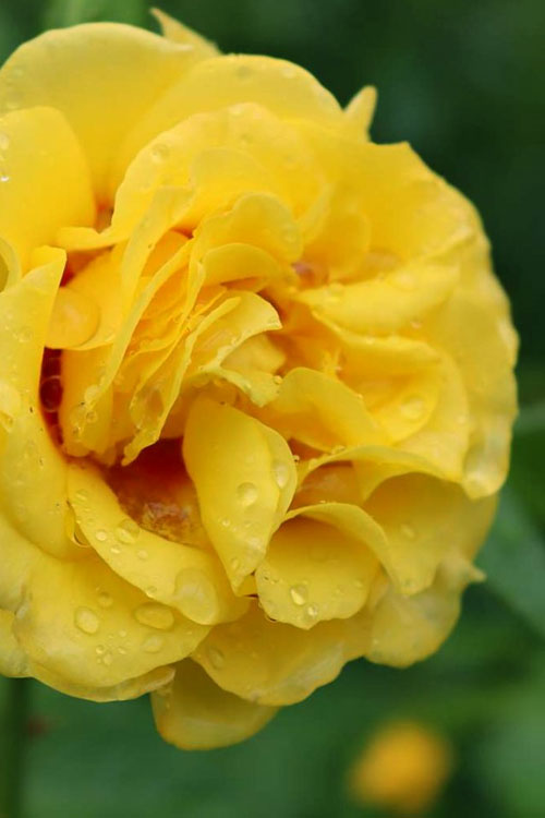  Rise Up Ringo Rose - 3 Gallon Pot