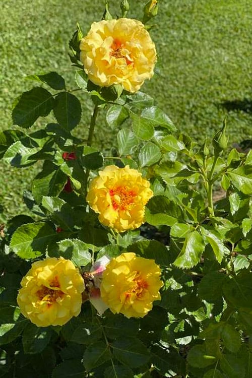  Rise Up Ringo Rose - 3 Gallon Pot