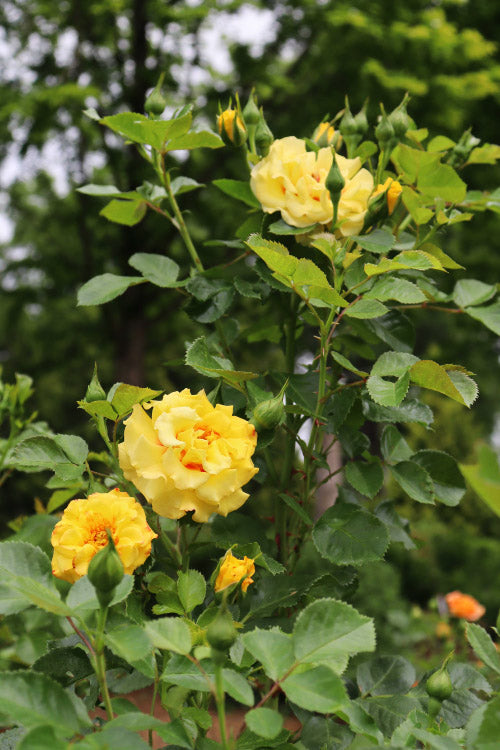  Rise Up Ringo Rose - 3 Gallon Pot