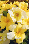  Sunny Yellow Knock Out Rose - 2 Gallon Pot