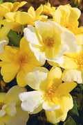  Sunny Yellow Knock Out Rose - 2 Gallon Pot